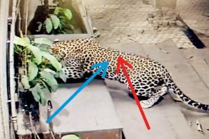 Mumbai: Viral SEEPZ leopard walked from Sanjay Gandhi National Park