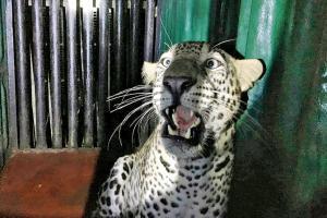 SEEPZ leopard trapped, sent back to Sanjay Gandhi National Park