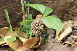 Mumbai: Abandoned leopard cub critical, SGNP halts reunion attempt