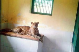 The Patil Effect: Seven of nine SGNP leopards now adopted