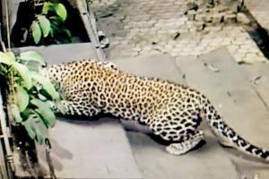 Leopard spotted at SEEPZ, tries to kill dog sleeping on stairs