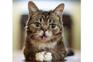 Internet's famous cat, Lil Bub dies. Twitterati expresses condolences