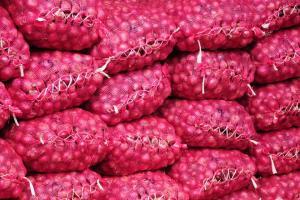Onion crop worth Rs 30,000 stolen from farmer's field in Madhya Pradesh