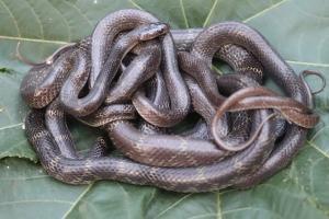 Mumbai: Travancore wolf snake spotted for the first time in Chembur