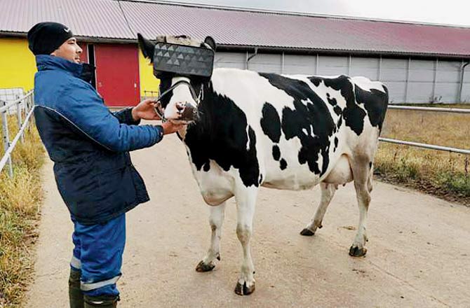 A prototype VR headset was tested on cows at a farm in Moscow. Pic cOURTESY/Ministry of Agriculture of the Russian Federation