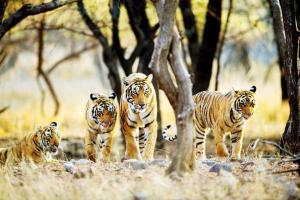 Tigers to get own doctors