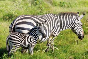 BMC finds zebras it wants to exchange for lions