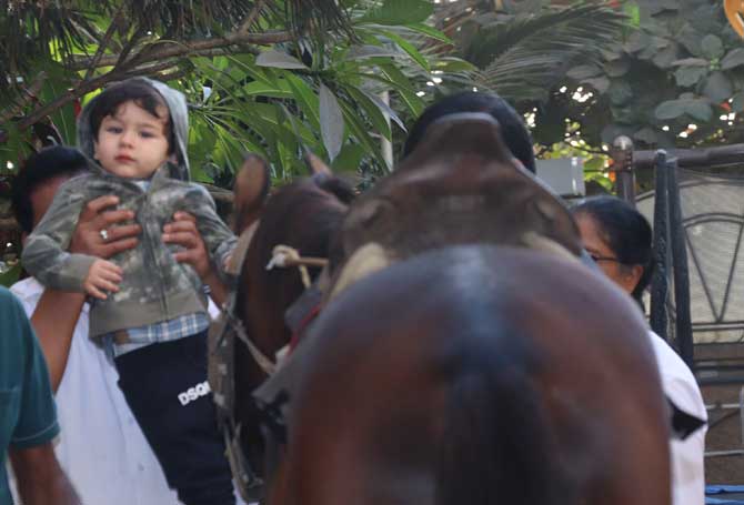 It seems like the day was quite eventful for the little cherub as he went horse-riding. Saif Ali Khan and Kareena Kapoor Khan keep Taimur indulged in outdoor sports activities like playing football, badminton, and other games.