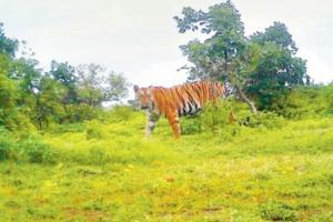 Asghar Ali guilty of unauthorised killing of tigress T1, says report