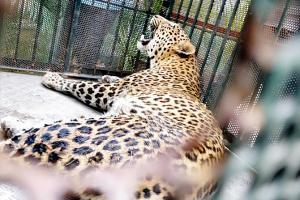 Female leopard  strays into residential stretch in Pune, injures two