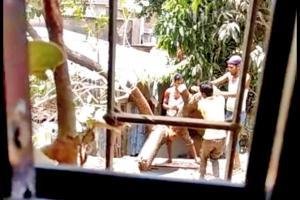 Mumbai: Residents fight over tree allegedly axed to erect mobile tower