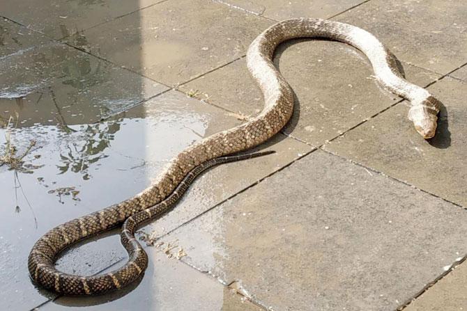 King cobra