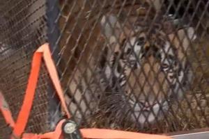 Man breaks into home to smoke weed; gets greeted by a tiger