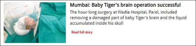 Mumbai: Baby Tiger