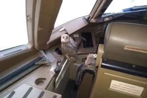 Owl found in cockpit of jet airway flight at Mumbai airport