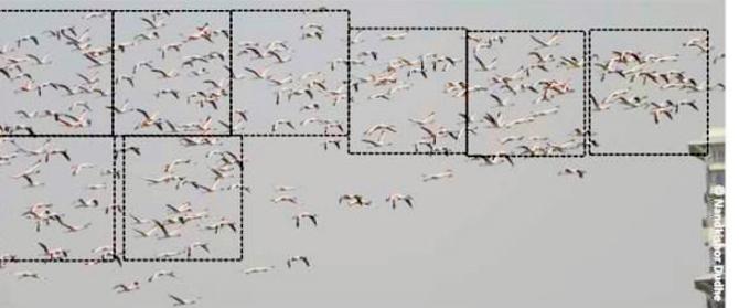 The block counting method can be used when there are flocks of flamingoes at one location