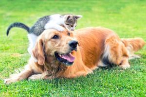 Reward announced in Pune for info about killing of stray dogs and cats