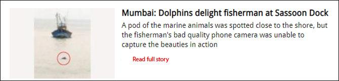 Mumbai: Dolphins delight fisherman at Sassoon Dock
