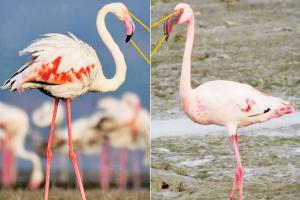 BNHS to undertake a flamingo census; calls in bird experts to aid count