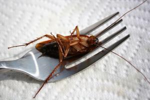 Man finds cockroach in food served during flight; Air India apologises