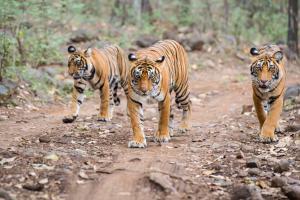 Tiger spotted in Gujarat, makes state home to three big cat species