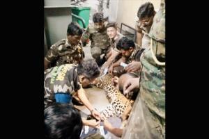 How Thane forest department rescued leopard stuck in hotel basement
