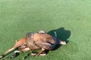 Watch video: Golf game interrupted by a python swallowing a deer