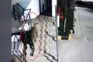 Viral video: Leopard spotted at a mall in Thane tranquilised, rescued
