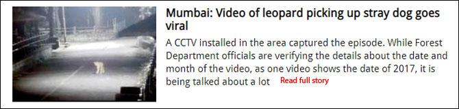 Mumbai: Video of leopard picking up stray dog goes viral