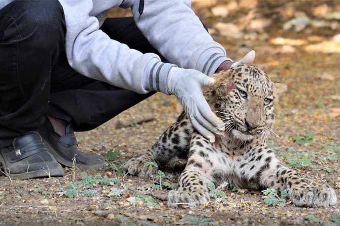 Leopard