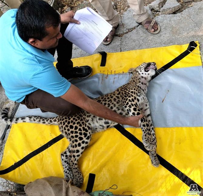 Leopard