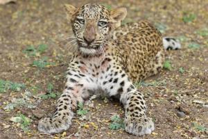 Leopard cub paralysed in road accident learns to walk again