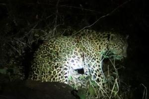 Leopard spotted moving near bungalow in Nashik