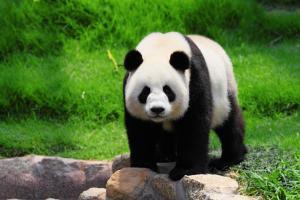Viral video: Girl falls into panda enclosure. Here's what happens next