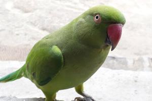'Opium-addicted' parrots wreaking havoc in Madhya Pradesh
