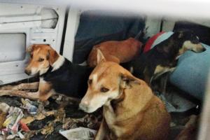 Animals left behind as 8 villages make way for Navi Mumbai airport