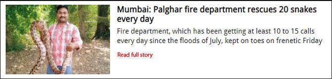Mumbai: Palghar fire department rescues 20 snakes every day