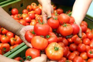 Madhya Pradesh: Tomato farmers say no to exporting produce to Pakistan