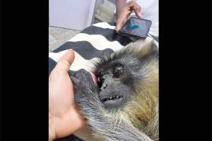 Hanuman langur shot with an air rifle in Raigad