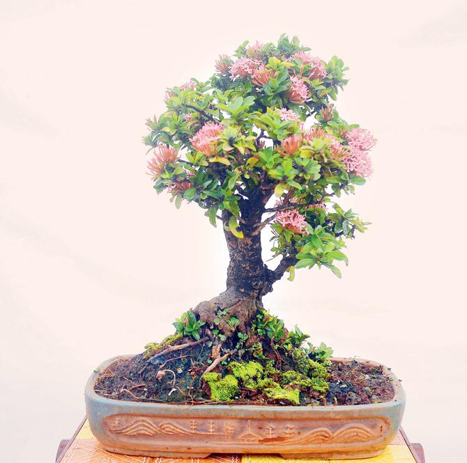 Bonsai love
