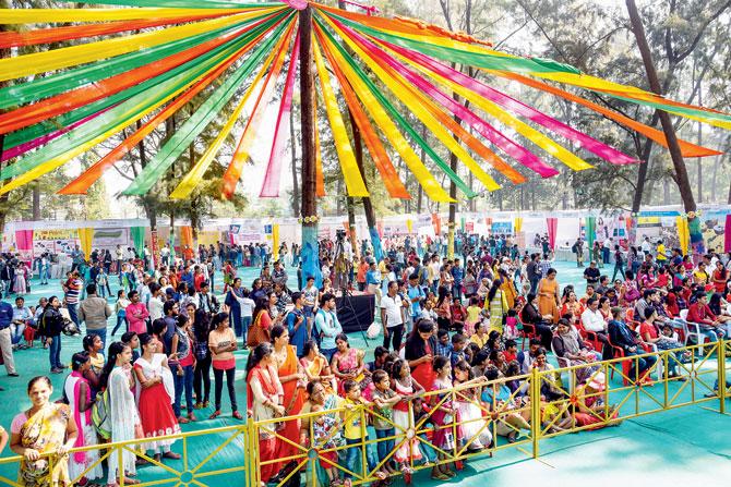 Chikoo Festival