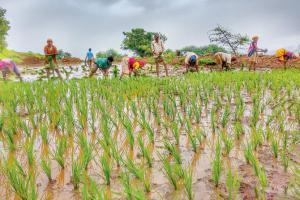 Sowing opportunities