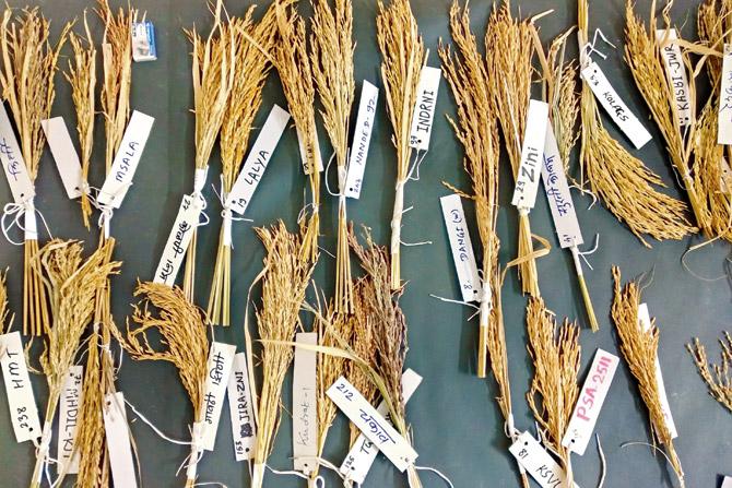 The festival will showcase over 300 varieties of rice