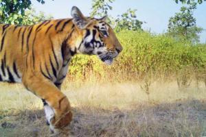 Tigress Avni (T1)'s cub spotted in camera traps