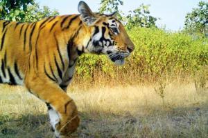 Tigress T1's free male cub doing fine, kills and eats pony in forest