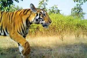 Tigress Avni (T1)'s cub jumps over tilted fence to escape in the wild