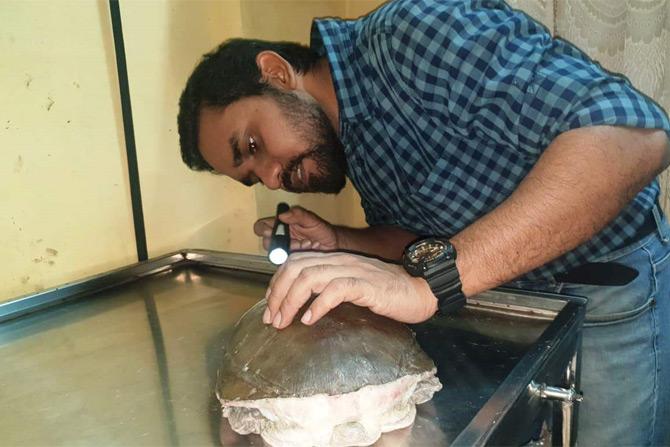 Turtle Andheri