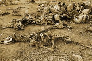 Skeletons of six cows found in Aligarh, probe initiated