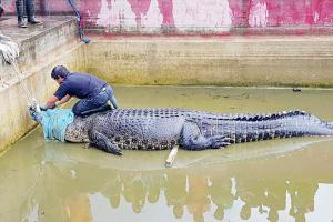 Illegally-kept crocodile mauls Indonesian to death