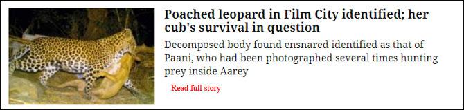 Poached Leopard In Film City Identified; Her Cub